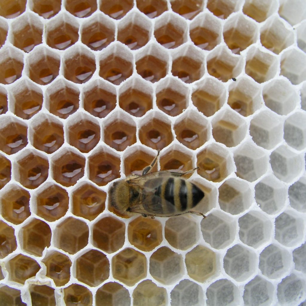 Honig – Gewinnung, Verarbeitung, Lagerung , Vermarktung