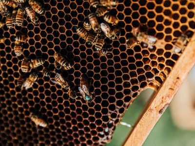 Honigwaben mit Bienen